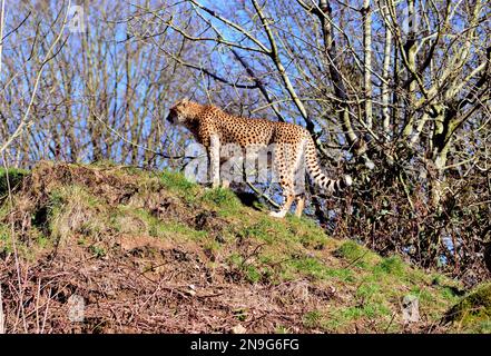 Ein Gepard im Nordosten von Dartmoor Zoo, Devon, Großbritannien. Stockfoto