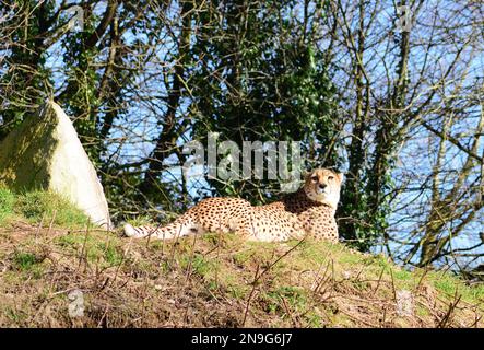 Ein Gepard im Nordosten von Dartmoor Zoo, Devon, Großbritannien. Stockfoto