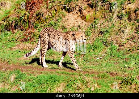 Ein Gepard im Nordosten von Dartmoor Zoo, Devon, Großbritannien. Stockfoto