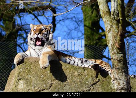 Ein männlicher Amur Tiger im Dartmoor Zoo, Devon, Großbritannien. Stockfoto