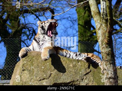 Ein männlicher Amur Tiger im Dartmoor Zoo, Devon, Großbritannien. Stockfoto