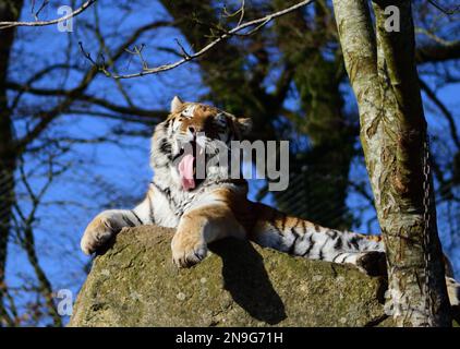 Ein männlicher Amur Tiger im Dartmoor Zoo, Devon, Großbritannien. Stockfoto