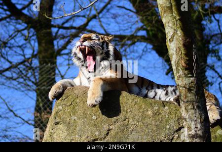 Ein männlicher Amur Tiger im Dartmoor Zoo, Devon, Großbritannien. Stockfoto