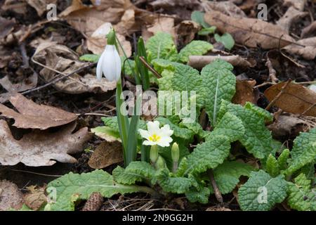 Das erste Anzeichen für den Frühling mit Primrose Primula vulgaris und einem einzigen Schneefall, galanthus nivalis im britischen Wald Stockfoto