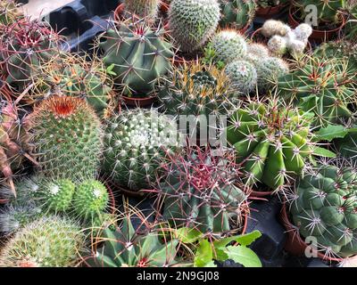 Kleine Kakteen und saftige Pflanzen im Kaktusgarten, Stockfoto