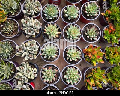 Kleine saftige Pflanzen im Gartenladen, Stockfoto