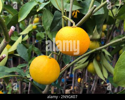 Orangenfrüchte hängen am Orangenbaum Stockfoto
