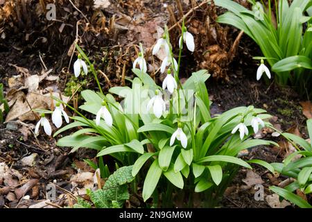 Grüne Schneeglöckchen, Galanthus woronowii, früher Galanthus ikariae, die in einem Winterwaldgarten im Vereinigten Königreich im Februar zwischen Farnen wachsen Stockfoto