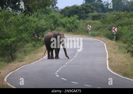 Ein Elefant blockiert die Straße in sri lanka Stockfoto