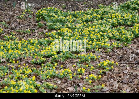 Die leuchtend gelben Winterakoniten Eranthis Hyemalis, auch bekannt als Aconitum hyemale, wachsen durch Laubstreu im britischen Waldgebiet im Februar Stockfoto