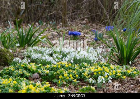 Gelbe Winterakoniten Eranthis Hyemalis, weiße Schneeglöckchen, galanthus nivalis und blaue Iris reticulata in einem britischen Waldwintergarten im Februar Stockfoto