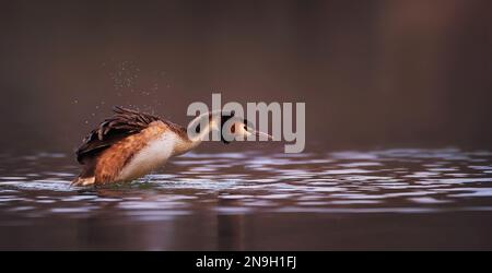 Podiceps cristatus schwebt auf dem Wasser und tanzt vor der Hochzeit, das beste Foto. Stockfoto