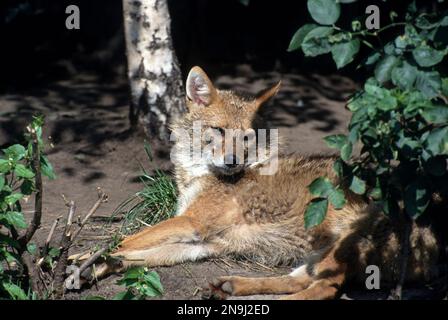 Goldener Schakal (Canis aureus), der in einem Wald ruht. Stockfoto