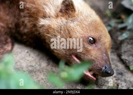 Bushdog (Speothos venaticus) Nahaufnahme des Kopfes im Profil. Stockfoto