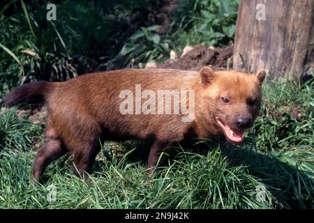 Buschhund (Speothos venaticus), der von links nach rechts geht. Stockfoto