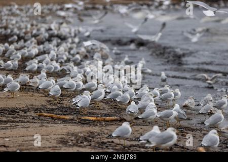 Nahaufnahme einer Schar Möwen am Ufer, während der Winterwind am Lake Erie in Cleveland, Ohio, Wellen an Land zieht. Stockfoto