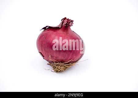 Eine rote Zwiebel, die organisch als gesundes Essen gezüchtet wurde, isoliert mit Fokus auf einem weißen Hintergrund im Studio Stockfoto