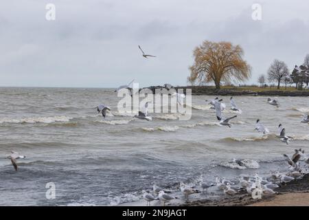 Seemöwen versammeln sich am Strand des Lake Erie bei stürmischem Wetter im Edgewater Park in Cleveland, Ohio. Stockfoto