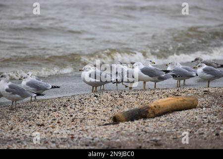 Seemöwen an einem Strand am Eriesee im Edgewater Park an einem stürmischen Wintertag in Cleveland, Ohio. Stockfoto