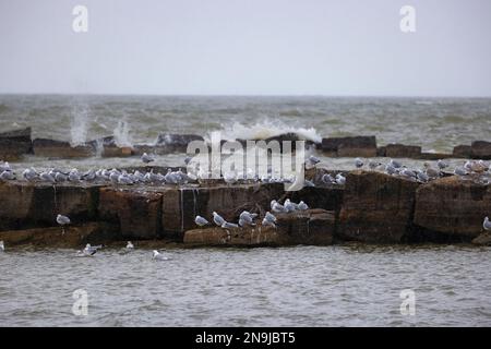 Seemöwen stehen auf Deichen, während das stürmische Wetter Wellen hochzieht, die auf dem Felsen am Lake Erie in Cleveland, Ohio, abstürzen Stockfoto