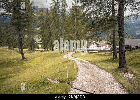 Ein friedlicher Wald an einem bewölkten Tag, keine Menschen in der Nähe Stockfoto