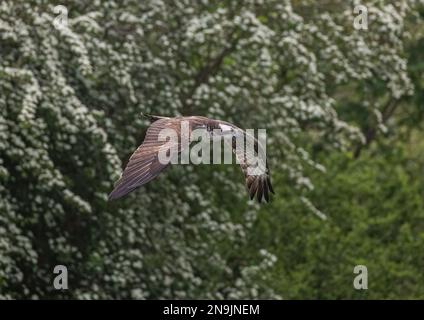 Ein Fischadler (Pandion haliaetus) im Flug vor einem natürlichen grünen Hintergrund. Rutland, Großbritannien Stockfoto