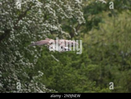 Ein Fischadler (Pandion haliaetus) im Flug vor einem natürlichen grünen Hintergrund. Rutland, Großbritannien Stockfoto