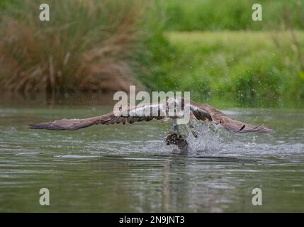 Action-Shot eines Fischadlers (Pandion haliaetus) mit ausgestreckten Flügeln, der mit einer großen Forelle aus dem Wasser abheben wollte. Rutland, Großbritannien Stockfoto