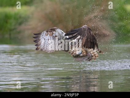 Action-Aufnahme eines Fischadlers (Pandion haliaetus), der mit einer großen Forelle nach Hause fliegt, die er gerade gefangen hat. Rutland, Großbritannien Stockfoto