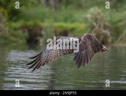 Action-Aufnahme eines Fischadlers (Pandion haliaetus) mit ausgestreckten Flügeln mit Federdetails.Rutland, Großbritannien Stockfoto