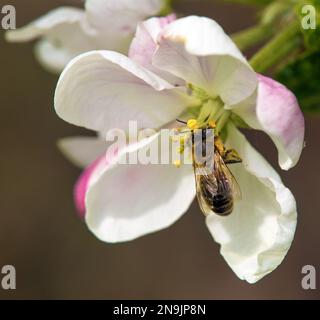 Biene oder Honigbiene in lateinischen APIs Mellifera, europäische oder westliche Honigbiene auf Apfelbaumblüten Stockfoto