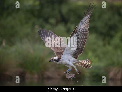 Action-Aufnahme eines Fischadlers (Pandion haliaetus), der mit einer großen Forelle nach Hause fliegt, die er gerade gefangen hat. Rutland, Großbritannien Stockfoto