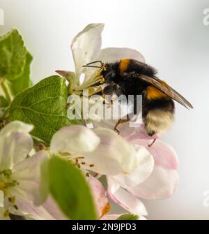 Details der Hummel auf der Blume des Apfelbaums im Frühling Makroansicht Stockfoto