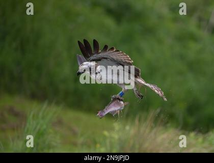 Action-Aufnahme eines Fischadlers (Pandion haliaetus), der mit einer großen Forelle nach Hause fliegt, die er gerade gefangen hat. Rutland, Großbritannien Stockfoto