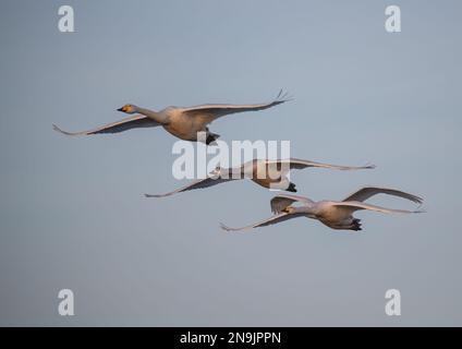 Ein Haufen Whooper-Schwäne (Cygnus cygnus) im Flug, der die charakteristische Schnabelfarbe zeigt, die sich von einem stummen Schwan unterscheidet. Norfolk, Großbritannien Stockfoto