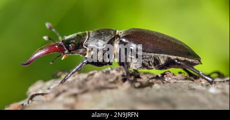 Lucanus cervus, der europäische Hirschkäfer auf grünem Hintergrund Stockfoto