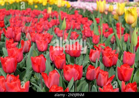 Tulpe Ôqueen wileminaÕ in Blüte Stockfoto