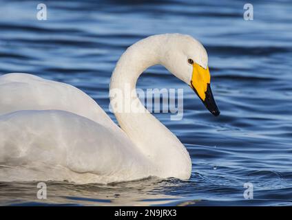 Nahaufnahme eines Whooper Swan (Cygnus cygnus), der die ID gegen den Stummschmelz-Schwan aktiviert und die Farbe des gelben und schwarzen Schnabels zeigt. Norfolk UK. Stockfoto