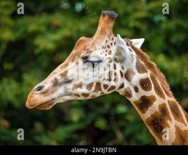 Giraffenkopf auf grünem Hintergrund in lateinischer Giraffa camelopardalis Stockfoto