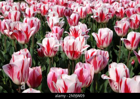 Tulpe ÔRaspberry RippleÕ in Blüte Stockfoto