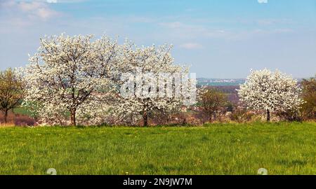 Blühende Kirschbäume in lateinischem Prunus cerasus mit schönem Himmel. Weißer blühender Kirschbaum Stockfoto