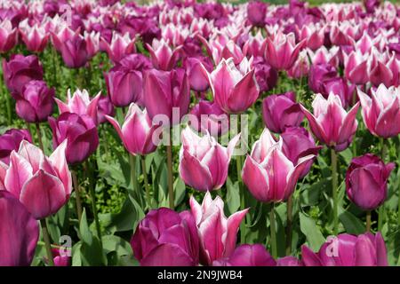 Lily blühte Tulpe ÔBalladeÕ in voller Blüte. Stockfoto