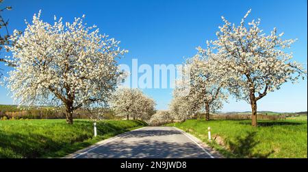 Straße und Allee von blühenden Kirschbäumen in lateinischem Prunus cerasus mit schönem Himmel. Weiß gefärbter blühender Kirschbaum Stockfoto