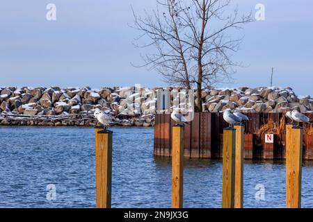 Seemöwen sitzen auf Holzpfählen in einem Yachthafen am winterlichen Ufer des Lake Erie im Edgewater Park in Cleveland, Ohio. Stockfoto