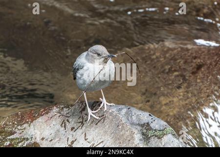 Amerikanischer Pendelarm, Cinclus mexicanus, alleinstehender Erwachsener mit Nistmaterial im Schnabel, auf Felsen in der Nähe von Wasser, La Paz Wasserfall, Costa Rica Stockfoto