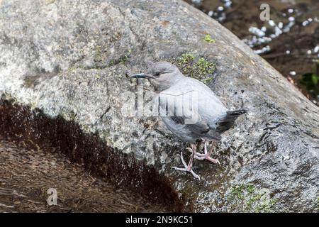 Amerikanischer Pendelarm, Cinclus mexicanus, alleinstehender Erwachsener auf einem Felsen in der Nähe von Wasser, La Paz Wasserfall, Costa Rica Stockfoto