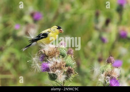 Amerikanischer Goldfink, Spinus tristis, alleinerziehender männlicher Fütter von Distelsamen, Vancouver Island, Kanada Stockfoto
