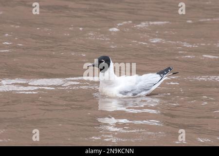 Andenmöwe, Chroicocephalus serranus, alleinstehender Erwachsener, der auf dem Wasser schwimmt, Cusco, Peru Stockfoto