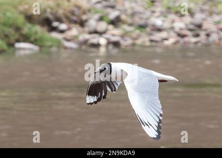 Andenmöwe, Chroicocephalus serranus, alleinerziehender Erwachsener in Zuchtrücken im Flug über Wasser, Cusco, Peru Stockfoto