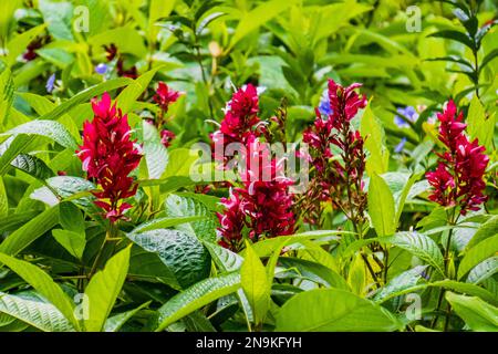Rote Ingwerblumen in tropischen Wäldern Costa Ricas Stockfoto